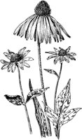 PLF232C.TIF