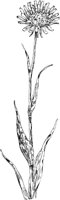 PLF232B.TIF