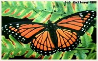BUTRFLY5.GIF