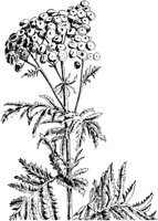 PLF231E.TIF