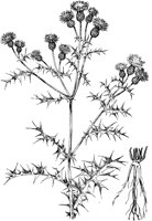 PLF231D.TIF
