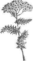 PLF231C.TIF