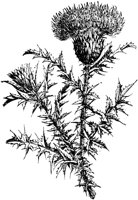PLF231B.TIF