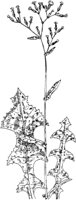 PLF231A.TIF