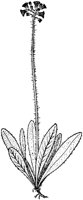 PLF230F.TIF