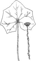 PLF230E.TIF