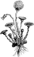 PLF230C.TIF