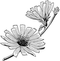PLF230A.TIF