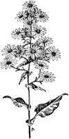 PLF229G.TIF