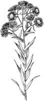 PLF229F.TIF