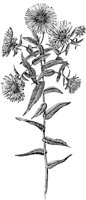 PLF229D.TIF