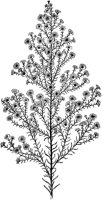 PLF229C.TIF