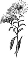 PLF229A.TIF