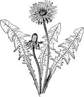 PLF228F.TIF
