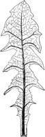 PLF228E.TIF