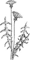 PLF228D.TIF