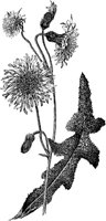 PLF228C.TIF