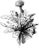 PLF228A.TIF