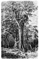 PLF227A.TIF