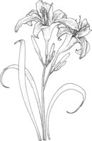 TFL076A.TIF
