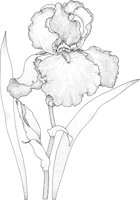 TFL059A.TIF