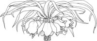 TFL045A.TIF