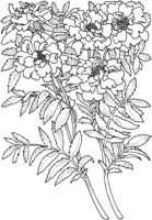 TFL035B.TIF