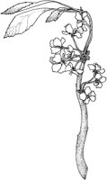 TFL029A.TIF