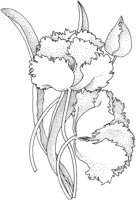 TFL025A.TIF