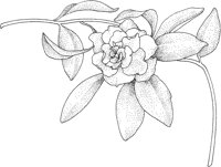 TFL017A.TIF