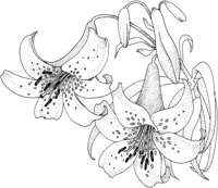 TFL011A.TIF