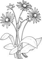 TFL006C.TIF