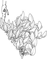 TFW011A.TIF