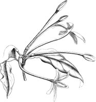 VFL105C.TIF