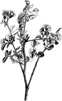 VFL105B.TIF