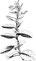 VFL103C.TIF