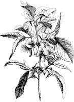VFL103B.TIF