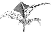 VFL103A.TIF