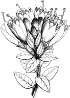 VFL102A.TIF