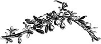 VFL100B.TIF