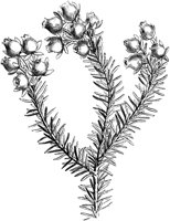 VFL099D.TIF