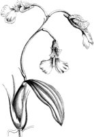 VFL099C.TIF