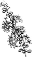 VFL098D.TIF