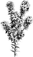 VFL098C.TIF
