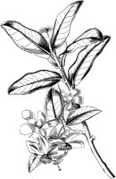 VFL097C.TIF