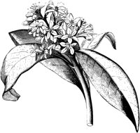 VFL096C.TIF