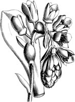 VFL096A.TIF