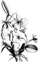 VFL094A.TIF