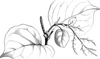 VFL091C.TIF
