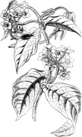 VFL087C.TIF
